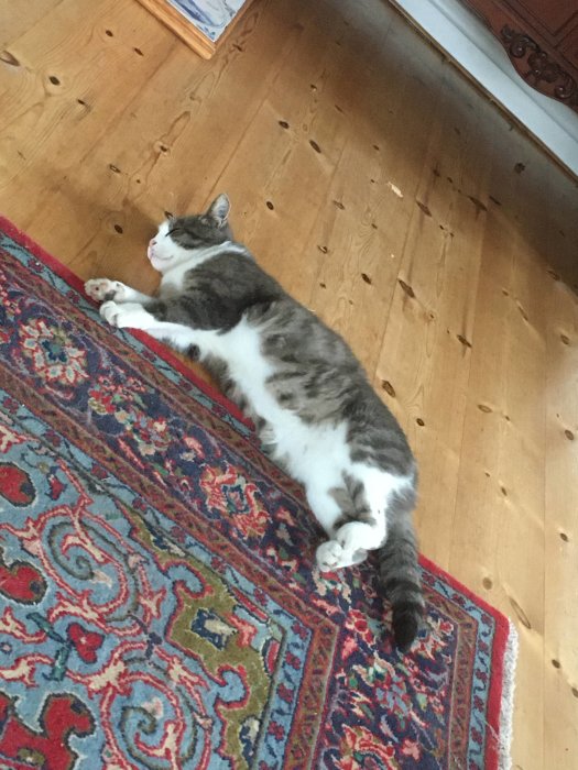 En halvsovande katt ligger på rygg längs kanten av en orientalisk matta på trägolv.