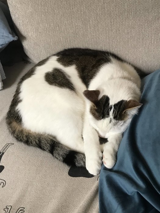 Katt som sover på soffa med en pälsfläck som liknar ett hjärta.