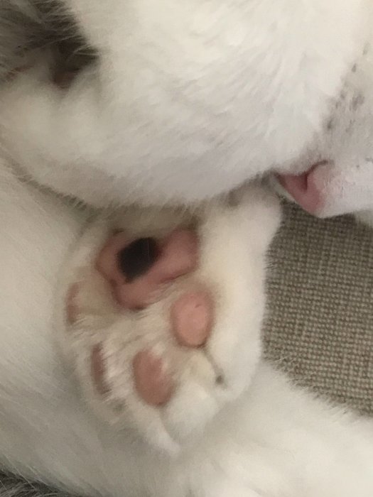 Närbild på en vit katts bakben och tassar med rosa trampdynor.