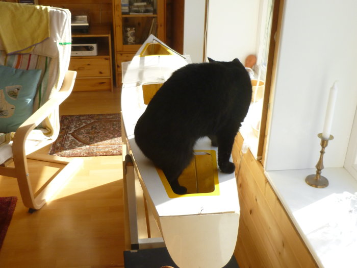 Svart katt som kliver in i en modellbåt i ett soligt rum, benämnt som Båtkatt, fotograferat 2016.