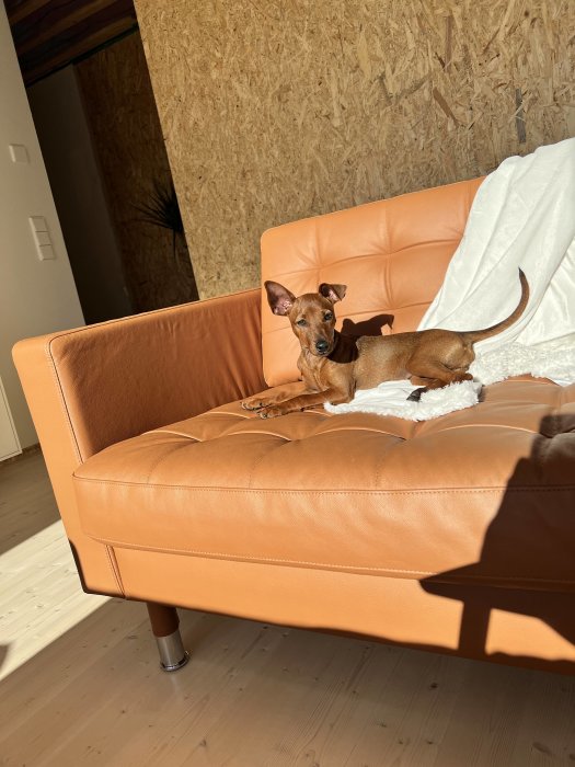 Hund på en brun soffa med ett öra uppstående, med OSB-vägg och trägolv i bakgrunden.