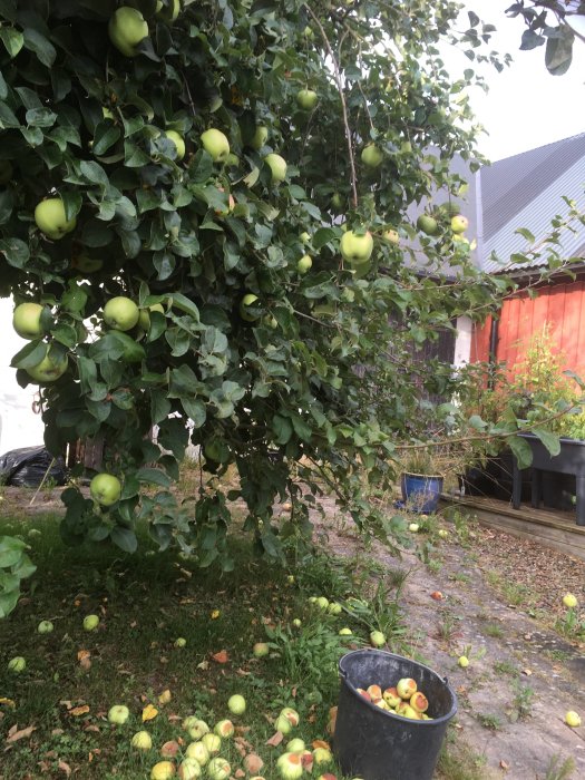 Äppelträd överfullt med frukter, många äpplen fallna på marken och i hink.