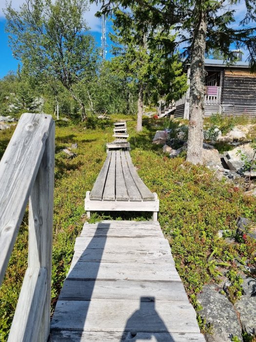 Trätrall leder genom en skogstomt med en stuga i bakgrunden på en solig dag.