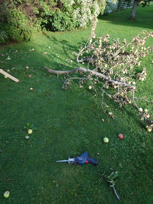 Knäckt äppelgren full med frukt på gräsmatta bredvid en 12V Bosch tigersåg.