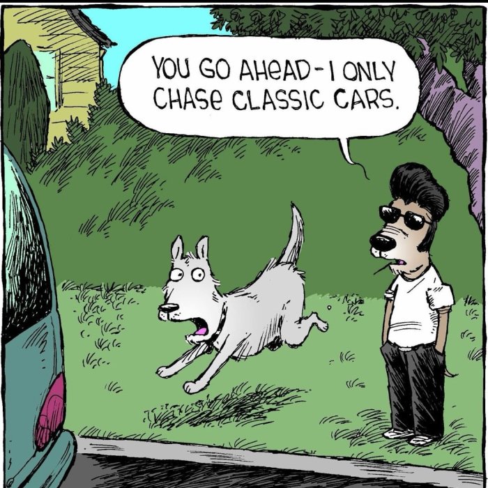 Tecknad bild av en hund som jagar en bil och en Elvisliknande hund som säger "I only chase classic cars".