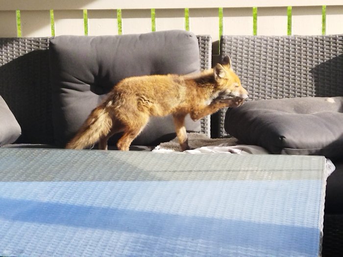 Räv som balanserar på ryggstödet till en utomhussoffa på en veranda.