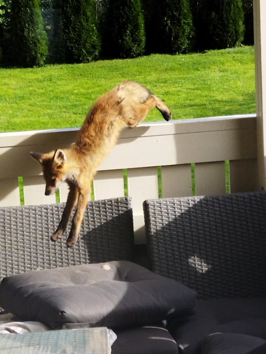 Räv som hoppar över en soffgrupp på en uteplats med grönt gräs och häck i bakgrunden.