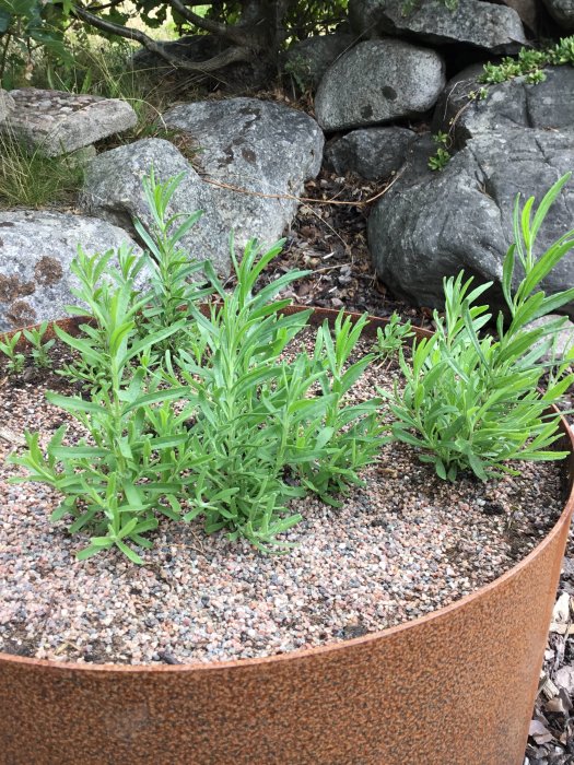 Unga lavendelplantor planterade i en rostig metallkantad odlingsbädd, med stenar och vegetation i bakgrunden.