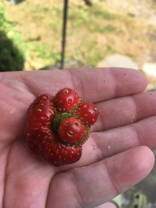 En ovanlig formad jordgubbe som liknar ett ansikte ligger i handflatan på någon utomhus.