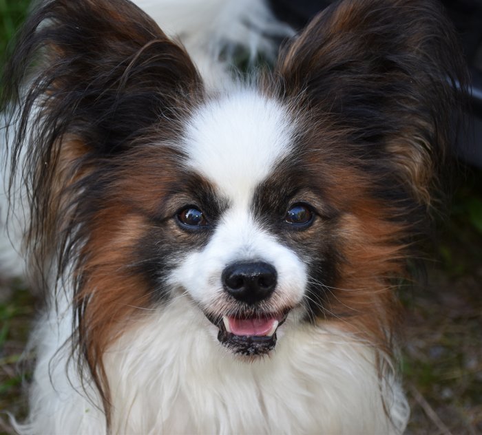 Närbild av en glad Papillon-hund med fluffiga öron och en leende mun.