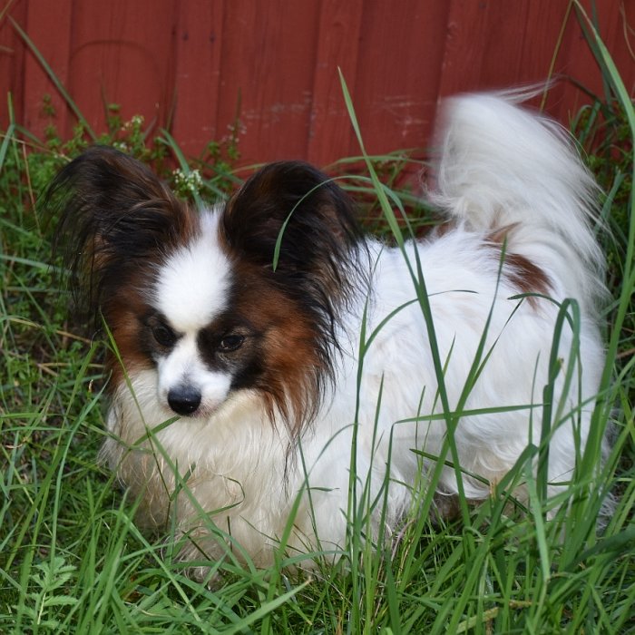 Papillonhund står i gräset framför en röd trävägg.