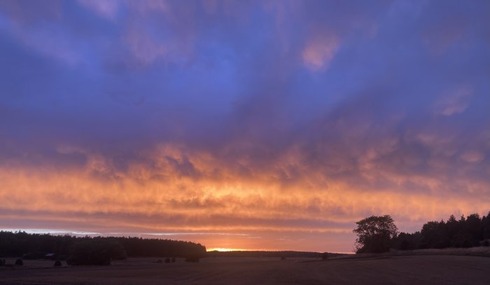 Vidsträckt åker vid solnedgång med dramatiskt himmel i lila och guld.