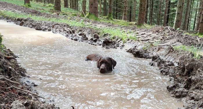 Hund ligger avkopplad i en lerig vattenpöl i skogen.