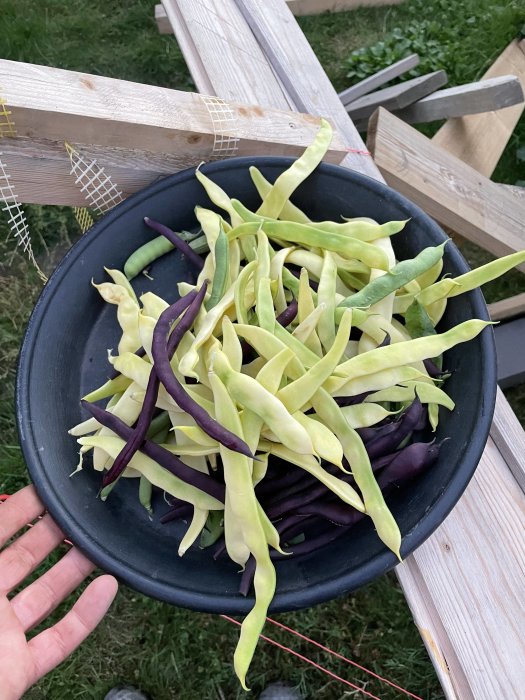 Skål med nyskördade vaxbönor i olika färger, placerad på en träbänk utomhus.