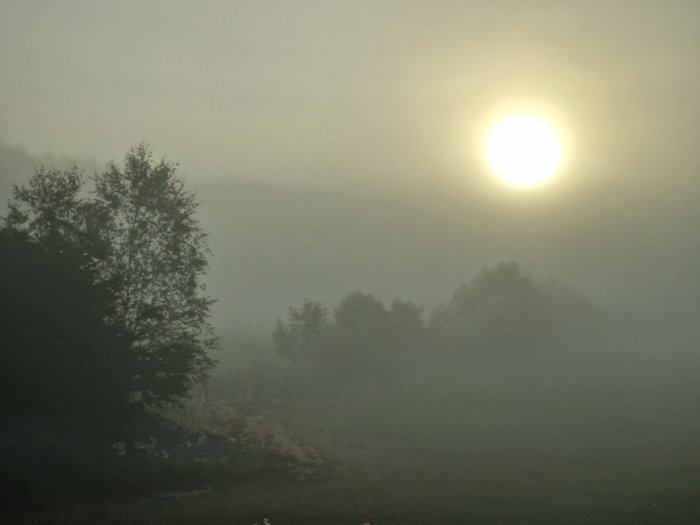 Dimmig soluppgång med silhuetter av träd och ett mjukt ljus genom diset.