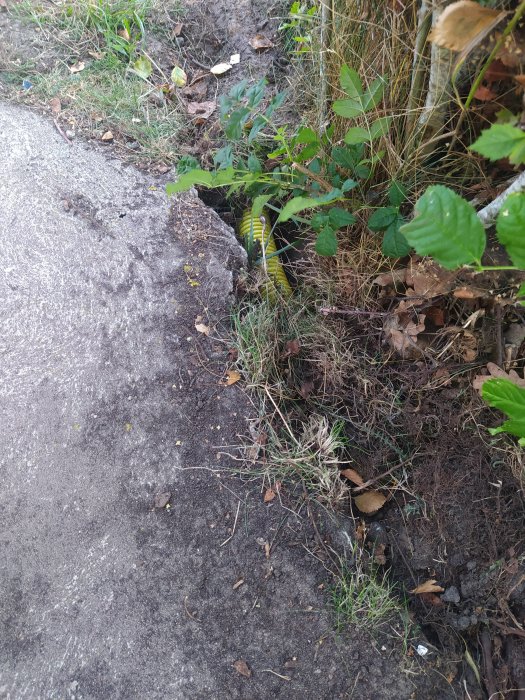 Dräneringsslang delvis exponerad bredvid betongväg och övervuxen vegetation.