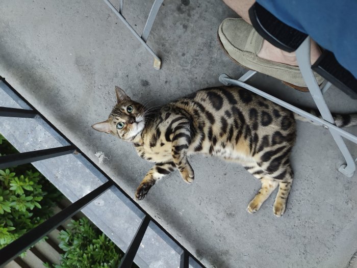 Bengalkatt ligger på balkongens golv och tittar upp, bredvid någons fot och en sko.