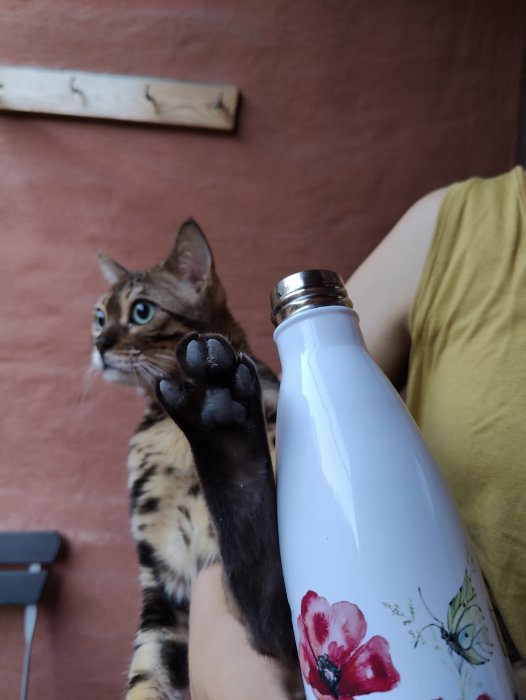 Katt som sträcker ut sin tass mot en blommig vattenflaska, hållen av en person.