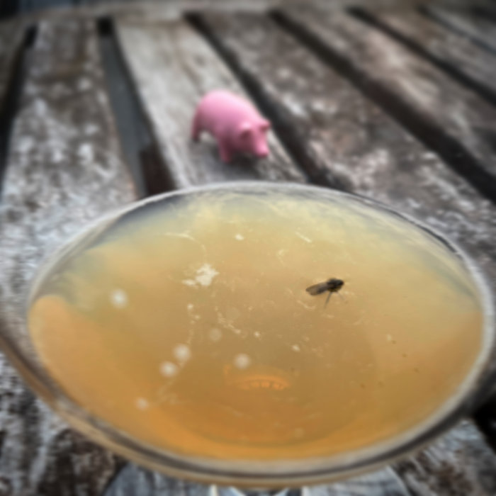 En fluga flyter i ett ölglas med suddig plastgris i bakgrunden.