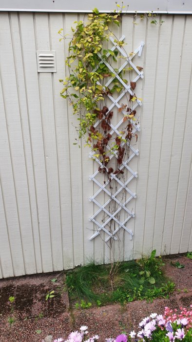 Klätterväxt som delvis täcker ett vitt spaljé på en husvägg, med blommor i förgrunden.