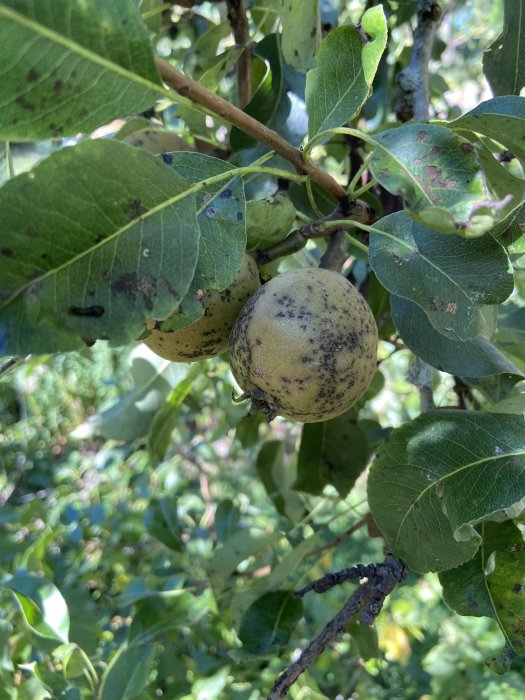 En mogen frukt med mörka fläckar hänger på en gren omgiven av gröna löv.