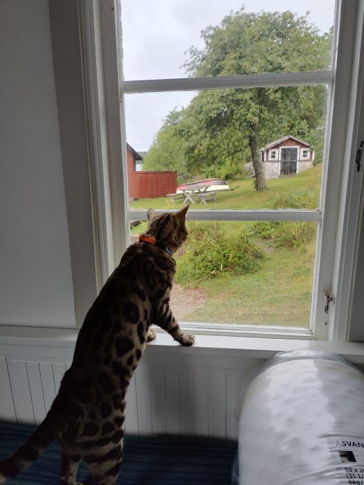 Katt tittar ut genom ett fönster mot en regnig trädgård med röd stuga och picknickbord.