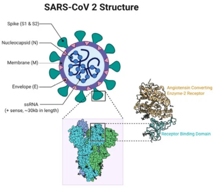 Illustration av SARS-CoV-2 struktur med spikprotein och bindningsdomän mot ACE-2 receptor.