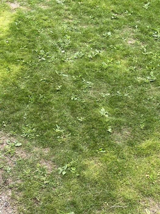 Gräsmatta med några löv och ogräs utspridda över ytan.