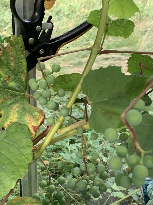 Omoget kluster av gröna vindruvor på gren med bladverk.