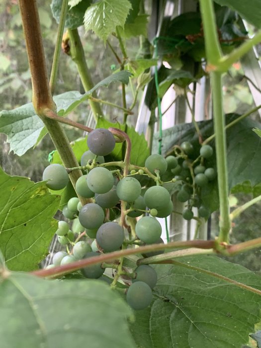 Omoget kluster av gröna vindruvor omgivna av lövverk, indikerar att frukten snart mognar.