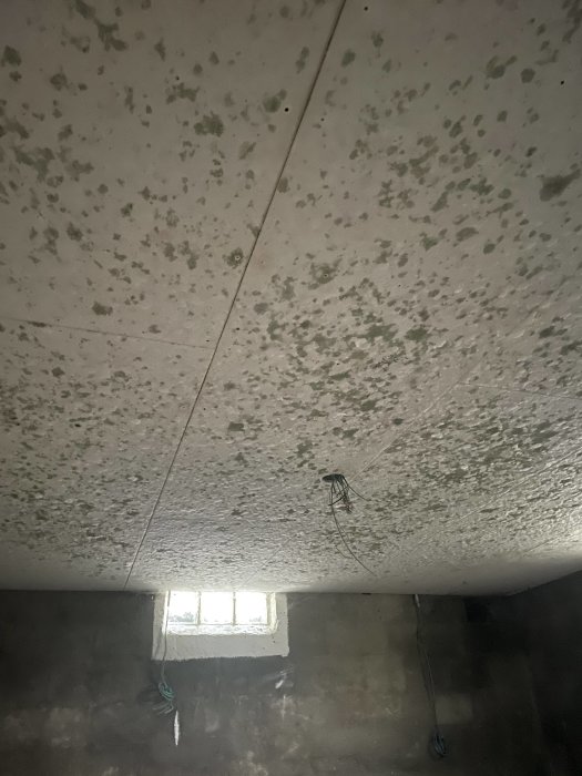 Mögelangrepp på tak i ett oinrett källarrum med synliga kabeldragningar och ett litet fönster.