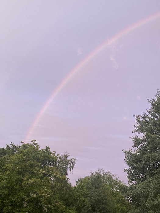 Ett blekt regnbåge som skapar en båge över trädtopparna mot en rosa himmel vid skymningen.