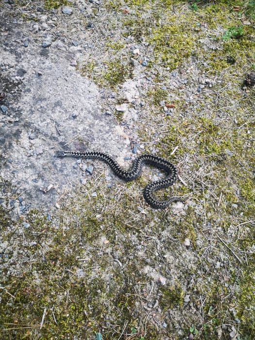 Ormen ringlar sig på en mark med gräs och småstenar, i det fria nära en vedhög.