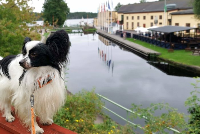 Svartvit papillonhund framför en kanal med reflexioner av byggnader och flaggor.