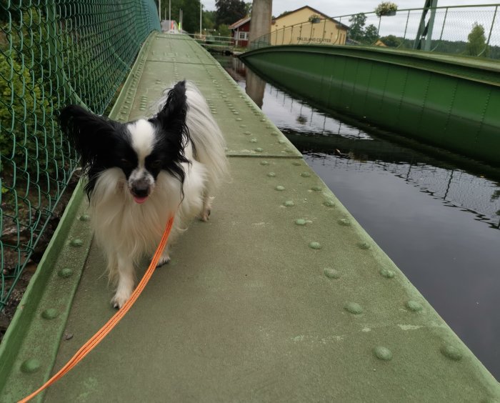 Svartvit papillonhund går på kaj med grön räcke och orange koppel.