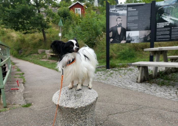 Svartvitt hund med fluffig päls sittande på en stenpelare utomhus med informativ skylt i bakgrunden.