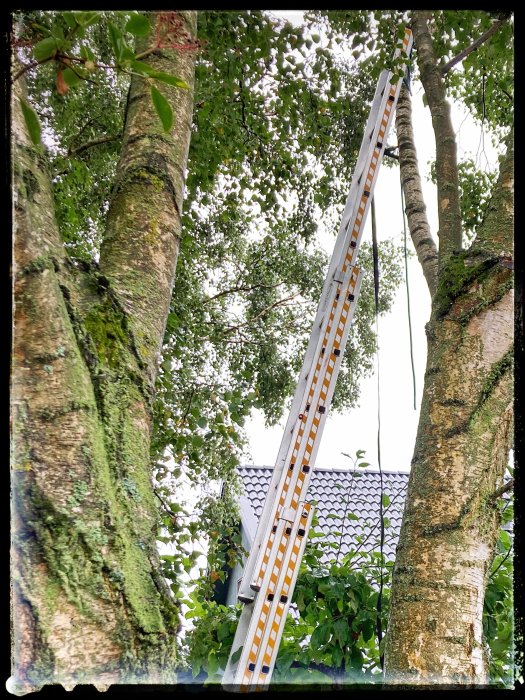 En lång stege med stödben lutad mot en björkträdsgren vid sidan om ett hus.