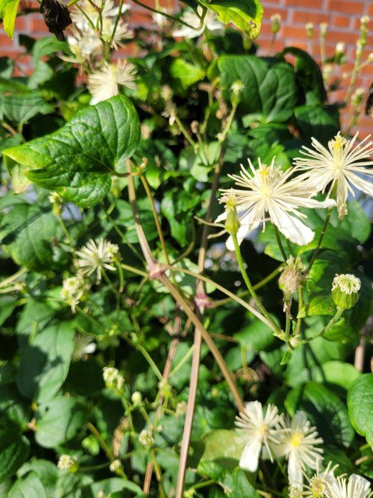 Vitblommande klätterväxt mot tegelvägg i solljus.