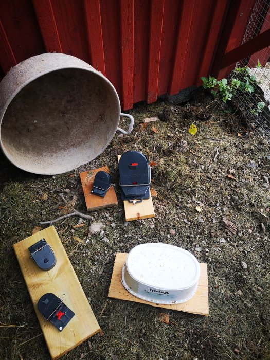Råttfällor placerade på träplattor utomhus nära ett rött trähus och en grushög.