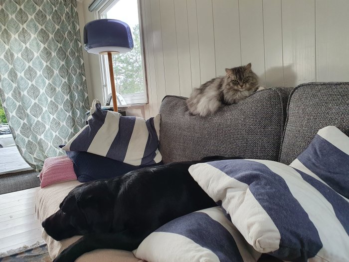 Hund sovande på soffa och katt sittande på soffrygg med nya gardiner och panelvägg i bakgrunden.