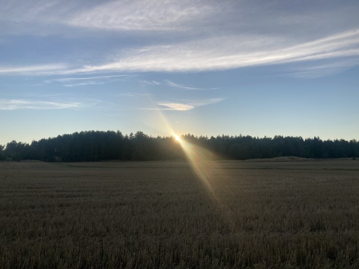 Ett öppet fält med solnedgång bakom träd och strålande solstrålar.