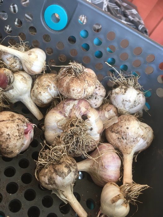 Skörd av ojämnt stor hemmaodlad vitlök som ligger i en grå korg med blå detaljer.