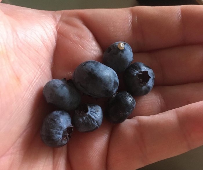 En hand håller en liten hög mogna blåbär.