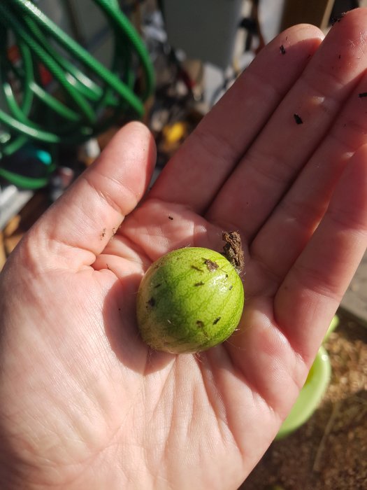 En person håller en mycket liten, omogen vattenmelon i handflatan.