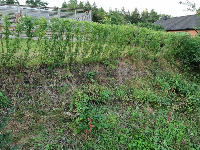 Övervuxen trädgårdstomt med ogräs och buskar nära ett trästaket.