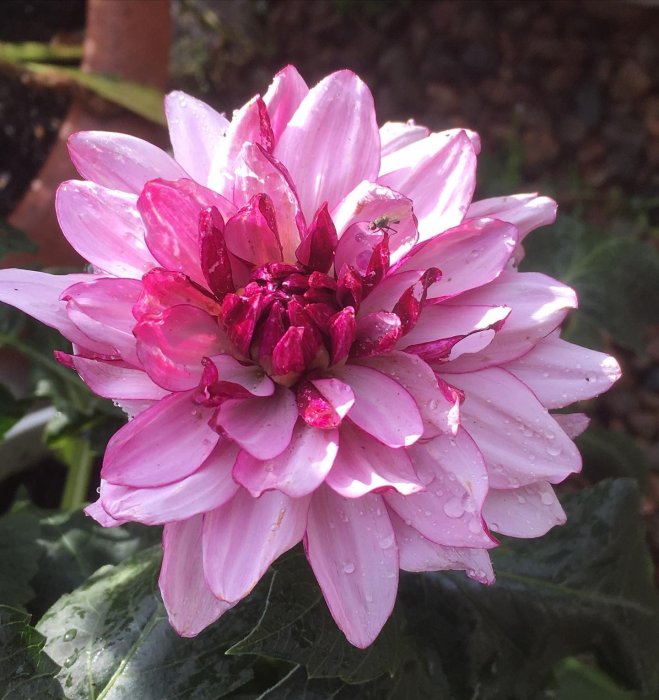 Närbild av en rosa-vit dahlia med vattendroppar på bladen.