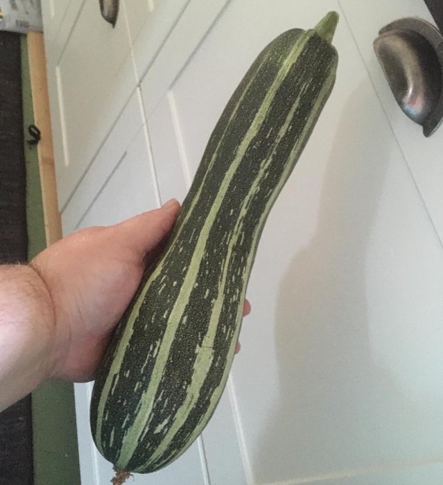 Person som håller en mogen squash med gröna och vita ränder mot en vit dörrbakgrund.
