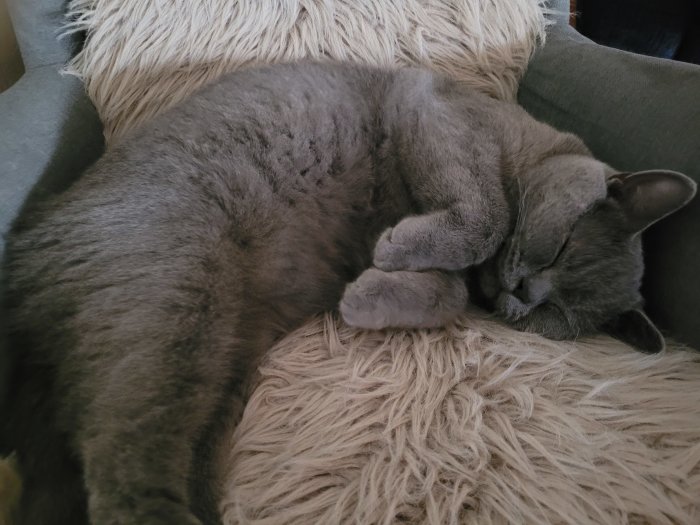 Ett grått korthårigt husdjur, troligen en katt, sover inbäddad på en plyschig kudde i en soffa.