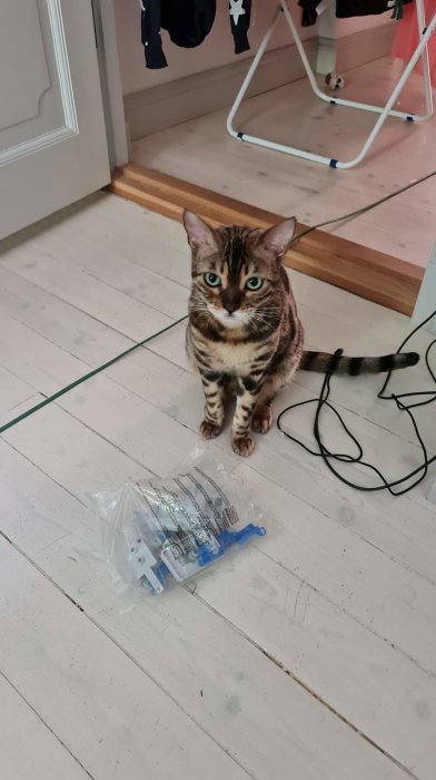 Katt sitter bredvid en plastpåse med okänt innehåll på ett vitt trägolv inomhus.