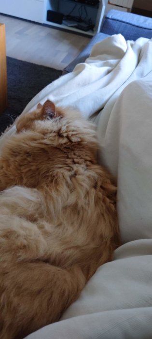 En orange katt ligger och sover tätt intill någons ben på en soffa.